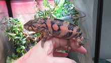 Load image into Gallery viewer, Ambilobe Panther Chameleon Female P1
