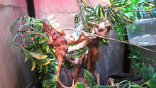 Load image into Gallery viewer, Ambilobe Panther Chameleon Female P1
