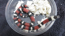 Load image into Gallery viewer, Pueblan Milk Snake Baby