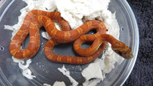 Load image into Gallery viewer, Sunkissed corn snake
