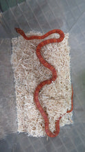 Load image into Gallery viewer, Sunkissed corn snake