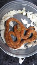Load image into Gallery viewer, Sunkissed corn snake