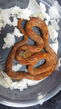 Load image into Gallery viewer, Sunkissed corn snake