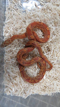 Load image into Gallery viewer, Sunkissed corn snake