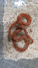 Load image into Gallery viewer, Sunkissed corn snake