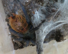 Load image into Gallery viewer, Green Bottle Blue Tarantula