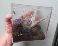 Load image into Gallery viewer, Green Bottle Blue Tarantula