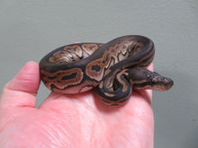 Load image into Gallery viewer, Black Pastel Het pied Female B15