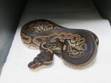Load image into Gallery viewer, Black Pastel Het pied Female B15
