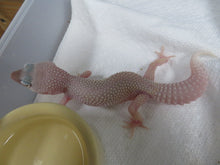 Load image into Gallery viewer, Eclipse/Blizzard Leopard Geckos 4 Geckos Diablo Project