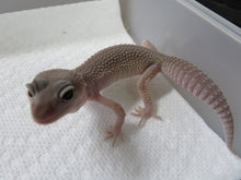Load image into Gallery viewer, Eclipse/Blizzard Leopard Geckos 4 Geckos Diablo Project