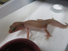 Load image into Gallery viewer, Eclipse/Blizzard Leopard Geckos 4 Geckos Diablo Project
