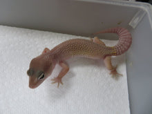 Load image into Gallery viewer, Eclipse/Blizzard Leopard Geckos 4 Geckos Diablo Project
