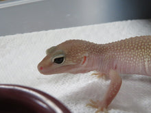 Load image into Gallery viewer, Eclipse/Blizzard Leopard Geckos 4 Geckos Diablo Project