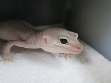 Load image into Gallery viewer, Eclipse/Blizzard Leopard Geckos 4 Geckos Diablo Project