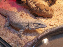 Load image into Gallery viewer, Anery Tegu