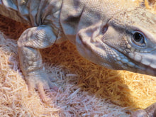 Load image into Gallery viewer, Anery Tegu