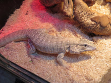 Load image into Gallery viewer, Anery Tegu