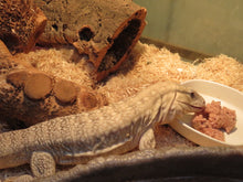 Load image into Gallery viewer, Anery Tegu