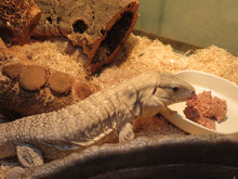 Load image into Gallery viewer, Anery Tegu