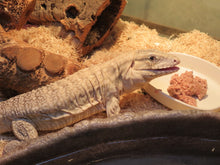 Load image into Gallery viewer, Anery Tegu