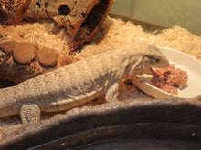 Load image into Gallery viewer, Anery Tegu