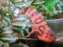 Load image into Gallery viewer, Ambilobe Panther Chameleon Female P1