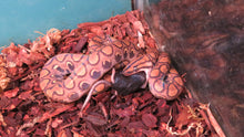 Load image into Gallery viewer, Brazilian Rainbow Boa