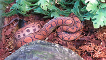 Load image into Gallery viewer, Brazilian Rainbow Boa