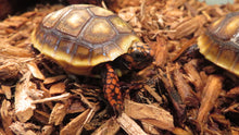 Load image into Gallery viewer, Red Footed Tortoise Babies