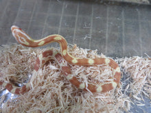 Load image into Gallery viewer, Butter Corn Snake