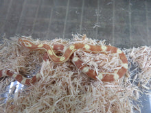 Load image into Gallery viewer, Butter Corn Snake