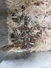Load image into Gallery viewer, Caramel Corn Snake