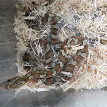 Load image into Gallery viewer, Caramel Corn Snake