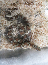 Load image into Gallery viewer, Caramel Corn Snake