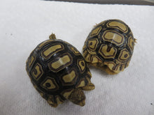 Load image into Gallery viewer, Leopard Tortoise Babies