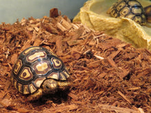 Load image into Gallery viewer, Leopard Tortoise Babies
