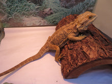Load image into Gallery viewer, Bearded Dragon Rehome Guy
