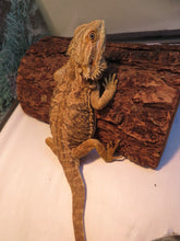 Load image into Gallery viewer, Bearded Dragon Rehome Guy