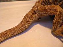 Load image into Gallery viewer, Bearded Dragon Rehome Guy