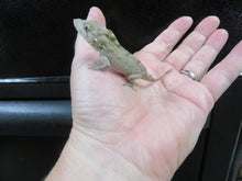 Load image into Gallery viewer, Cuban False Chameleon babies