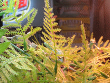 Load image into Gallery viewer, Veiled Chameleon babies