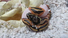 Load image into Gallery viewer, Fire Pied Ball Python aka Pyro Pied