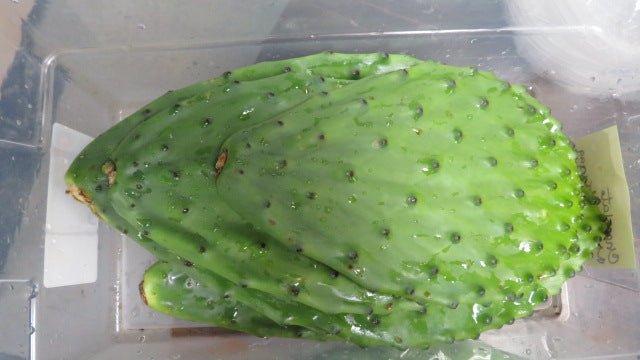 Cactus Bites – Stingers Reptile Specialty