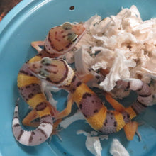 Load image into Gallery viewer, Leopard Gecko Babies