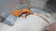 Load image into Gallery viewer, Crested Gecko baby CG7