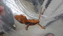 Load image into Gallery viewer, Crested Gecko baby CG7