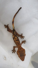 Load image into Gallery viewer, Cappuccino Dalmatian Red/Orange Pin Crested Gecko CG5