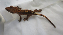 Load image into Gallery viewer, Cappuccino Dalmatian Red/Orange Pin Crested Gecko CG5