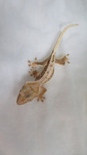 Load image into Gallery viewer, Low Scale Lilly White CG6